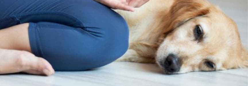Paws & Breathe at Haughville, Computer Basics (Click for locations)