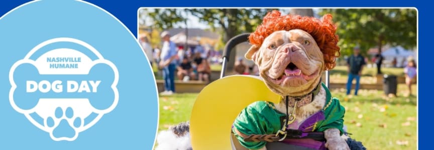 Dog Day Festival