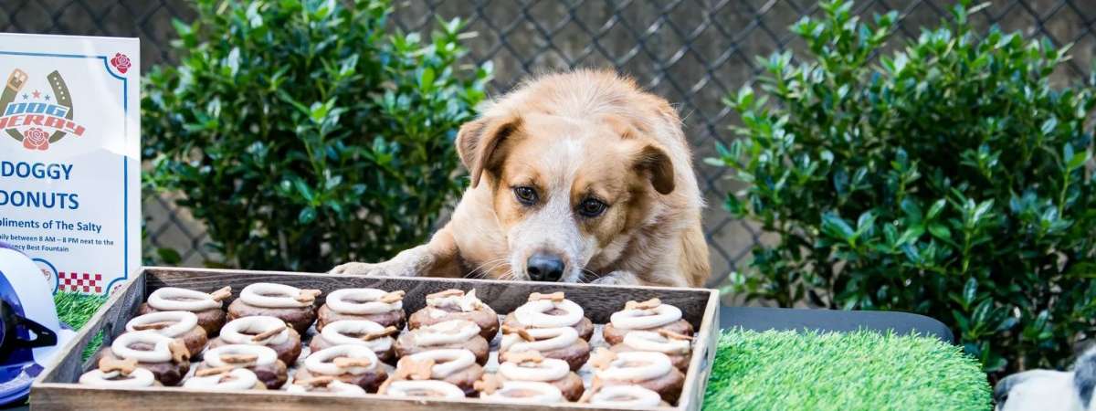 Bark in the Park