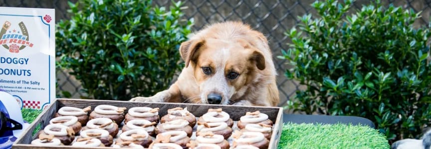 Bark in the Park