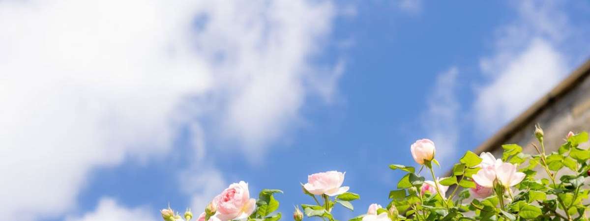 Know To Grow: Troubleshooting Roses: Common Pests, Diseases & Natural Solutions with Dr. Van Pham, Head Grower at Heirloom