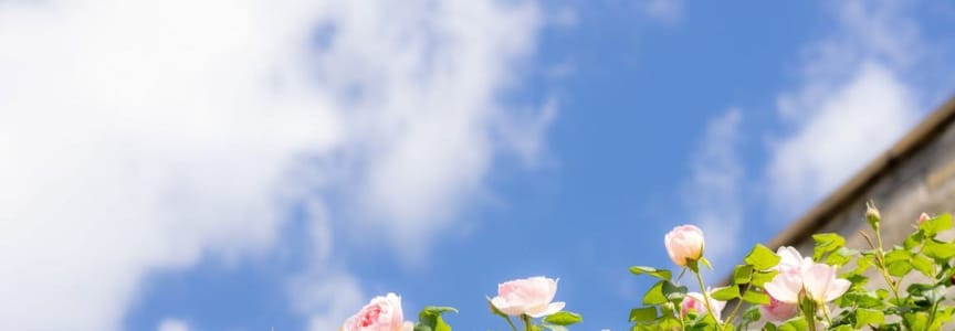 Know To Grow: Troubleshooting Roses: Common Pests, Diseases & Natural Solutions with Dr. Van Pham, Head Grower at Heirloom