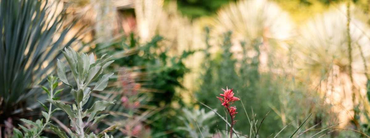 Know To Grow: The Gravel Garden: Visionary, Drought-Defying, Naturalistic Designs