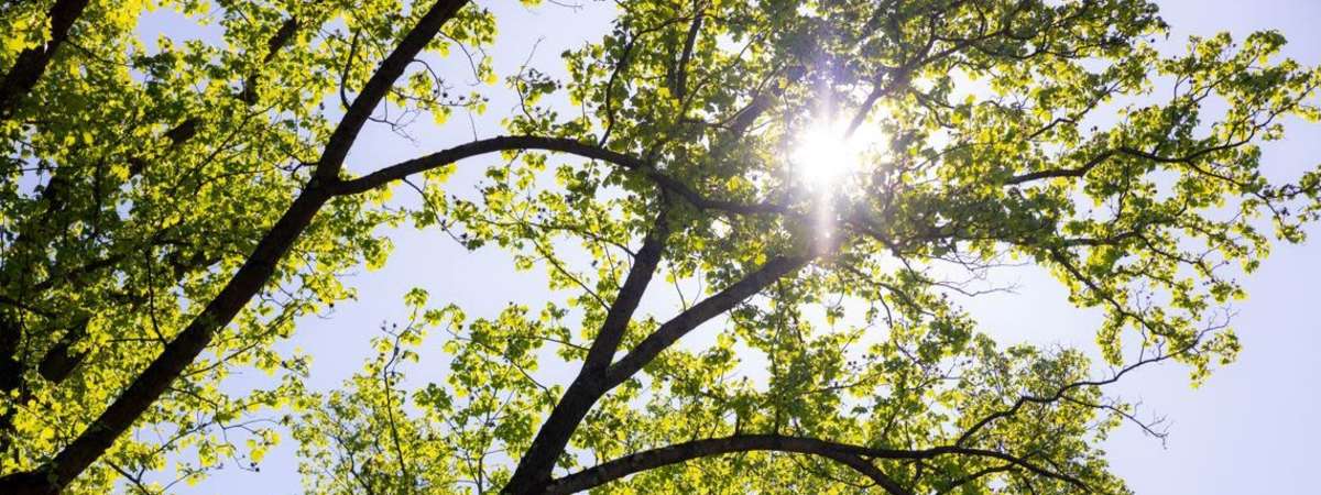 Know To Grow: The World of Oaks: Diversity, Cultural History and Conservation