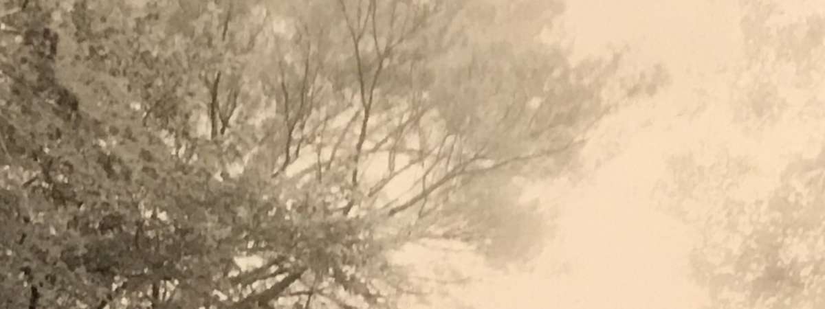 Comfort Music: Audrey Steiner & Margaret McCarthy