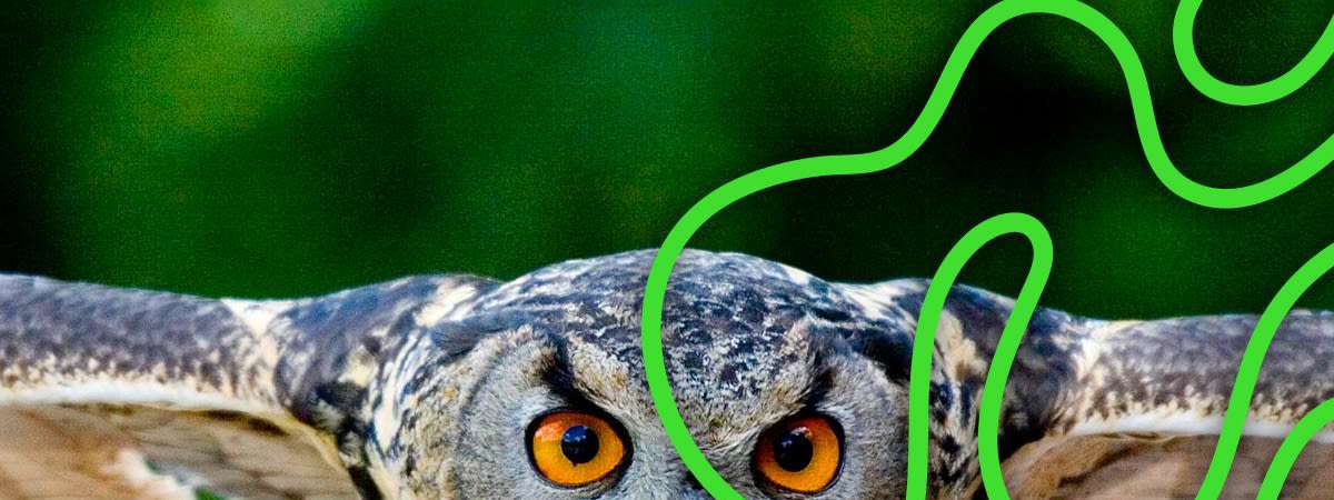 NightLife: For the Birds