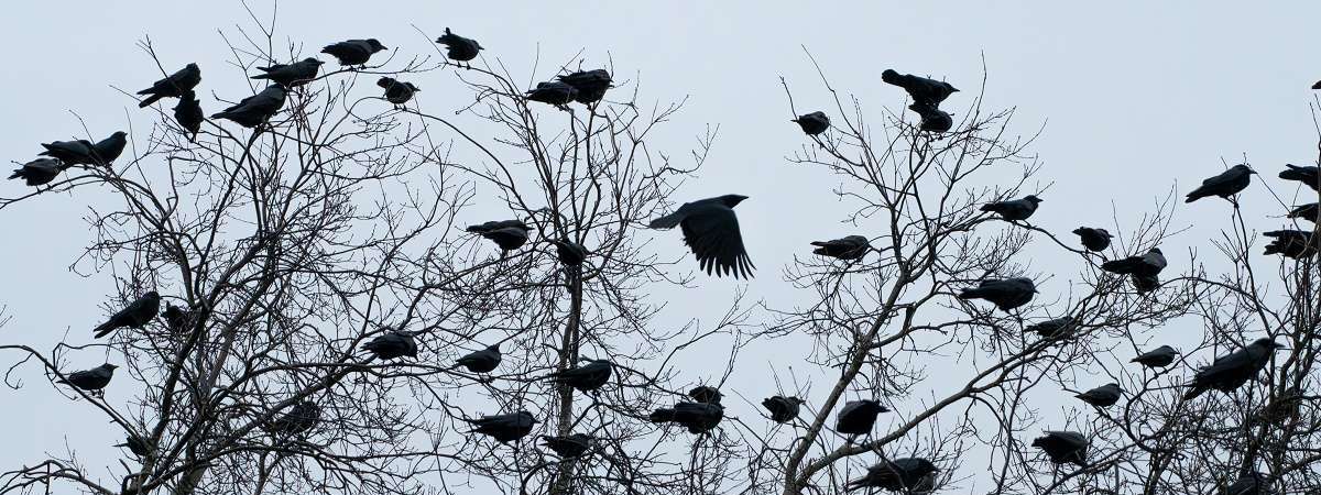 Science on Tap: The Counting of Crows