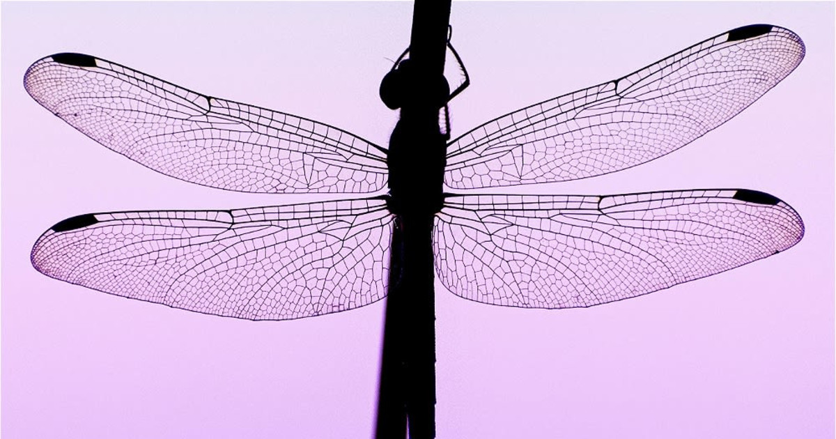 Dragonfly