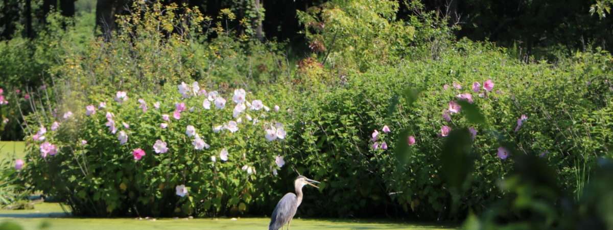 Sulky Bird Count