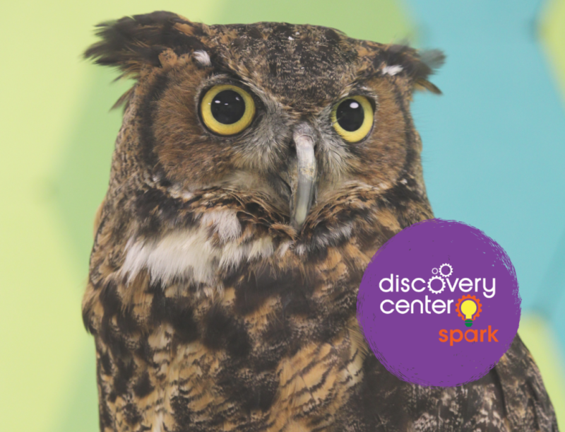SPARK! Beaks, Wings, and Nesting Things