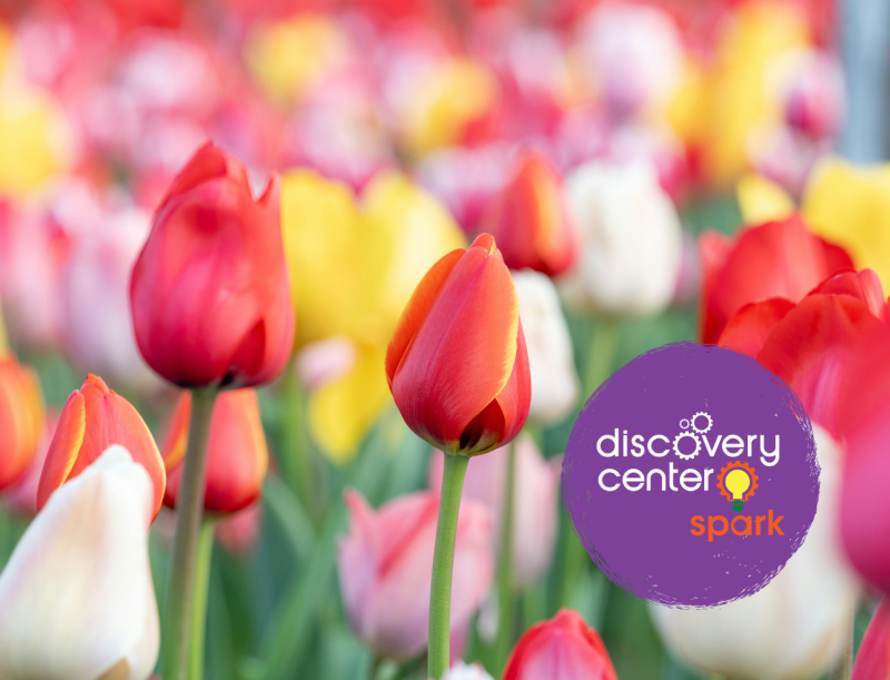 SPARK! Late Fall Garden Day: Tulip Garden