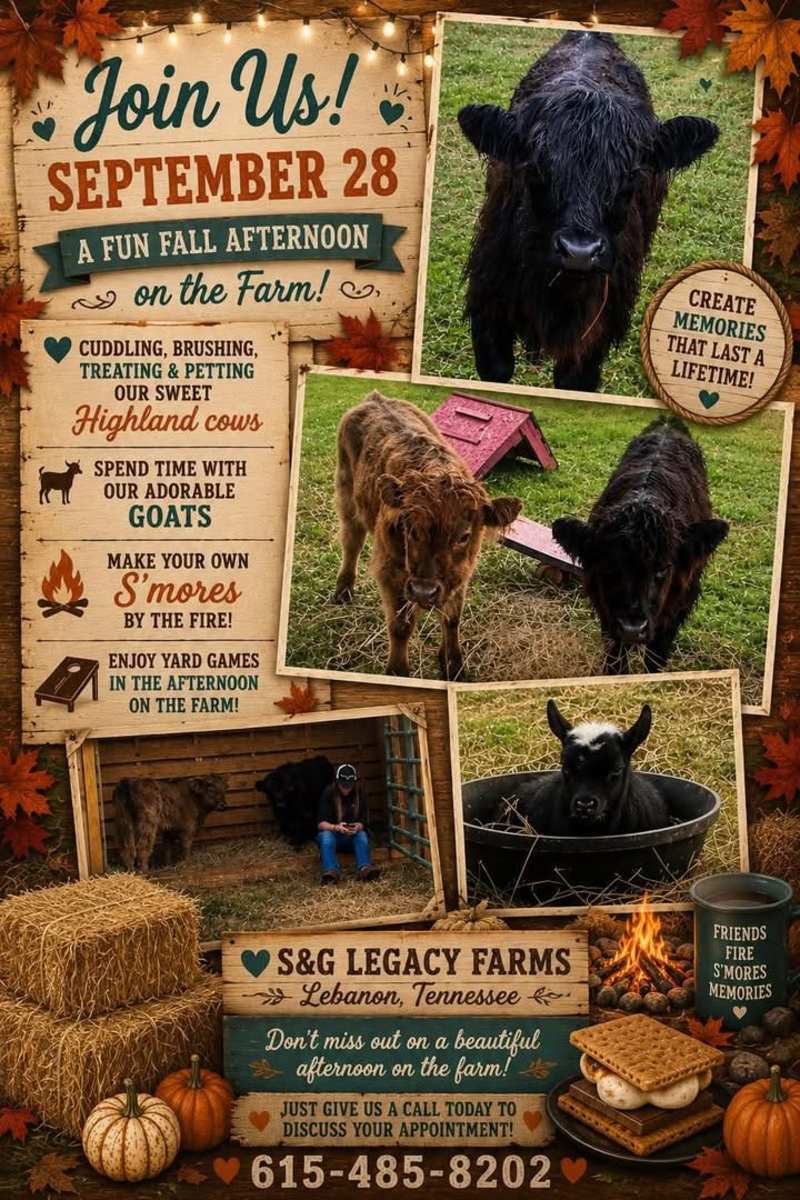S'mores and Highland Cows - Click for showtimes