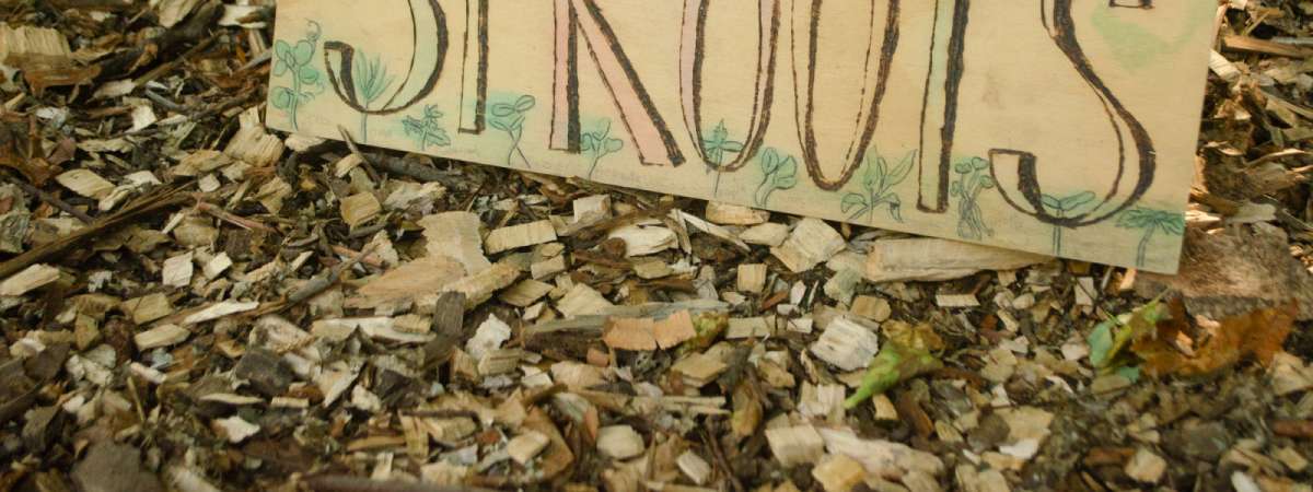 Sprouts