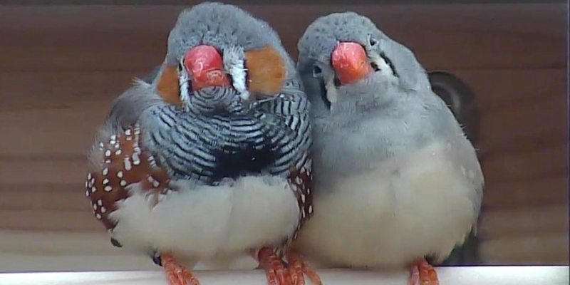 Wonderfest: Animal Talk