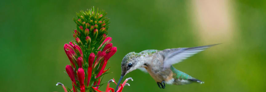 Happy Hummingbirds