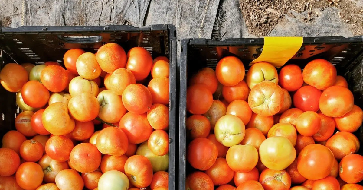 Pedernales Farmers Market