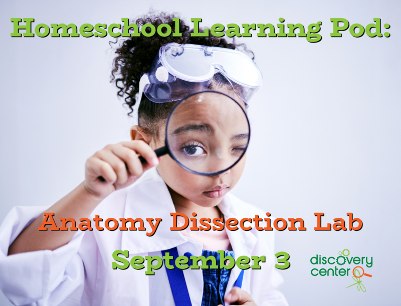 Homeschool Learning Pods: Cow Eye Dissection