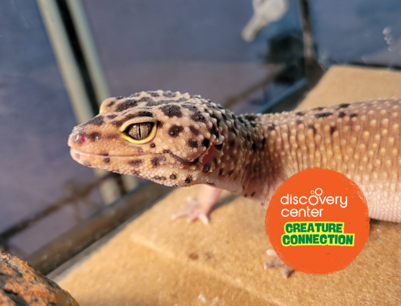 Creature Connection: UV Leopard Geckos