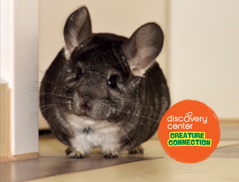 Creature Connection: Chinchilla Foraging