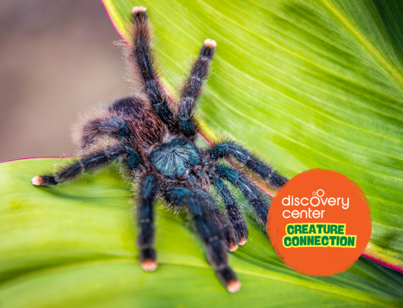 Creature Connection: Tarantula Web Making