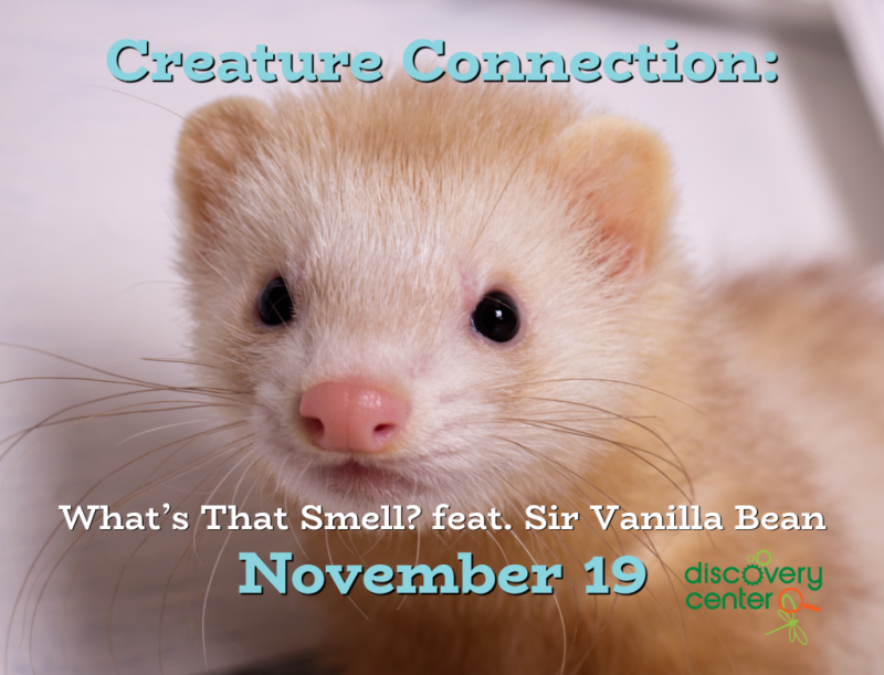 Creature Connection: Meet our stinky (but lovable) ferret, Mr. Bean