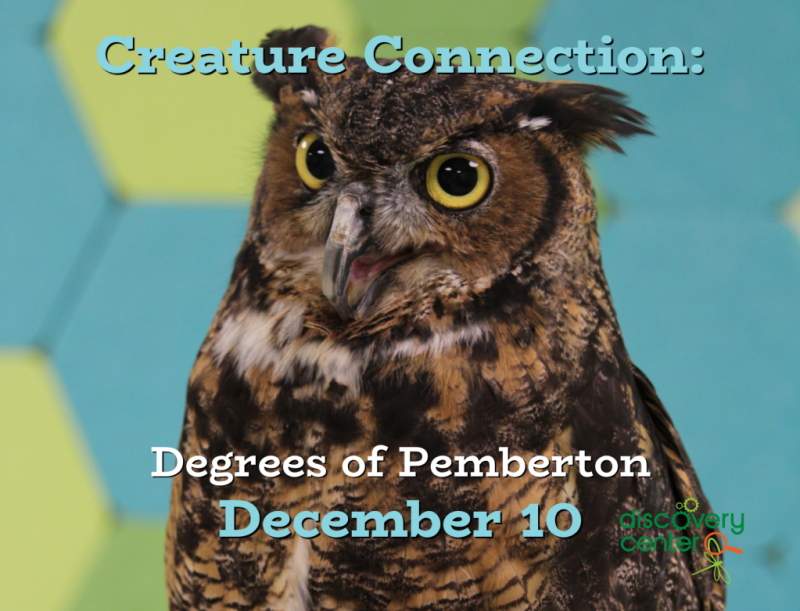 Creature Connection: Pemberton, our Great Horned Owl