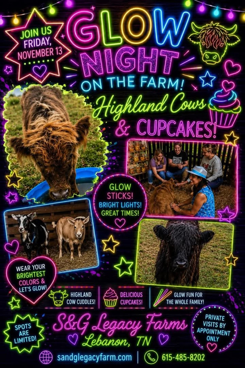 Glow Night and Highland Cows - Click for showtimes