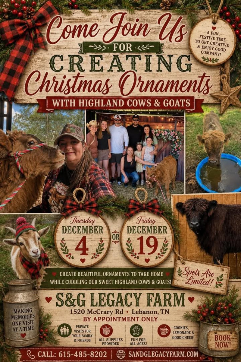 Christmas Ornaments and Highland Cows - Click for showtimes
