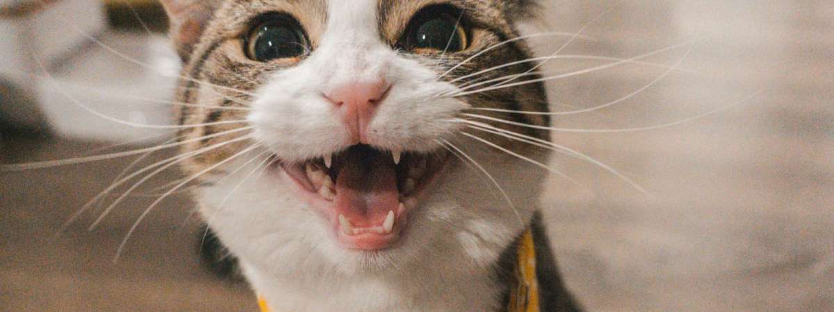 Kittenpalooza