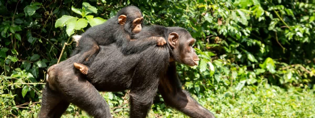 Sanaga-Yong Chimpanzee Rescue Fundraiser