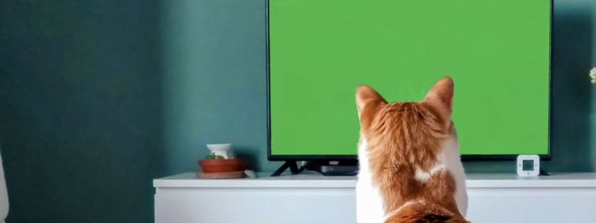 ALAMO CRAFTHOUSE: CATVIDEOFEST 2026 at Alamo Drafthouse Denton