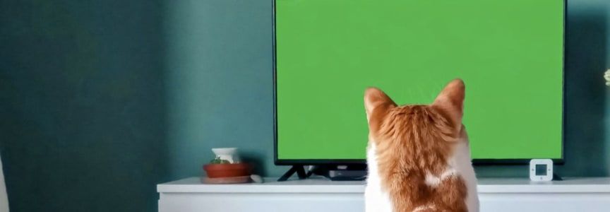 ALAMO CRAFTHOUSE: CATVIDEOFEST 2026 at Alamo Drafthouse Denton