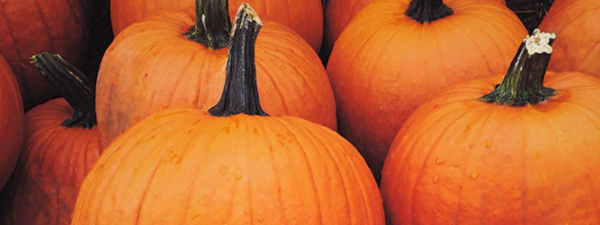 Little Designers in The District: Fall Market Pumpkin Decorating