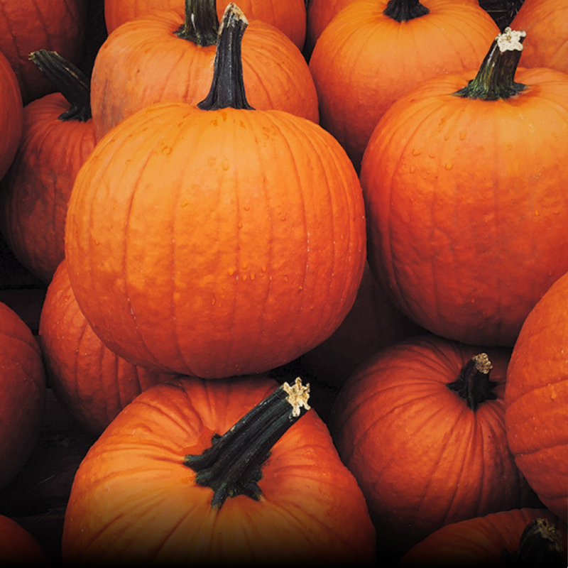 Little Designers in The District: Fall Market Pumpkin Decorating