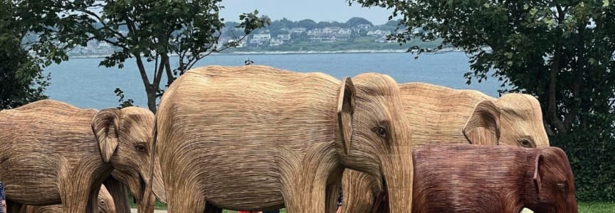 The Great Elephant Migration