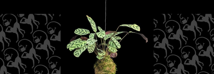 The Art of Kokedama: A Hands-On Workshop