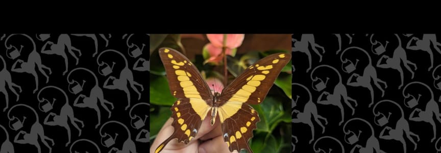 Insect Pinning Class: King Swallowtail Butterfly