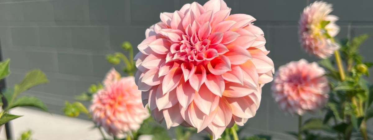 DAHLIA DAY