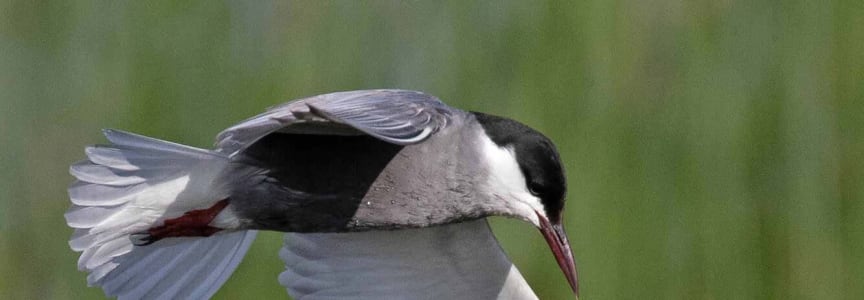 ECOC Lecture: Saving Birds to Save the Planet