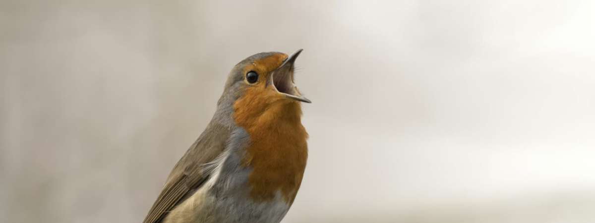 Homeschool Family Field Trip: Feathered Friends – Session 1