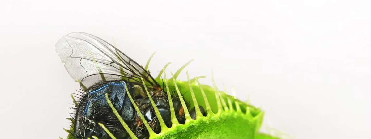 Girls Nature Workshop: How to Catch a Bug