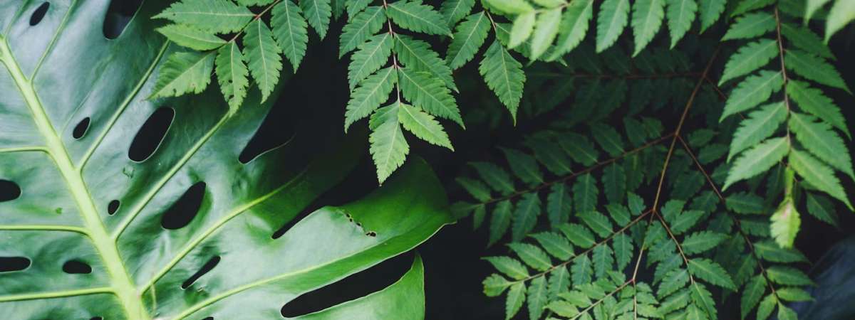 Girls Nature Workshop: Aristocrats of Ancient Lineage
