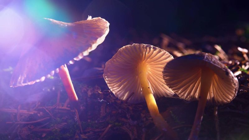 Science After Dark: Fungi Fest