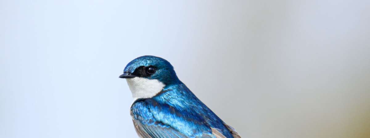 Intro to Birding