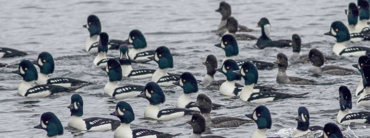 Bird Photography Essentials