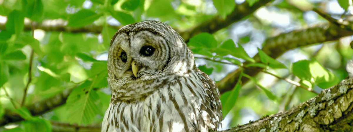 Owls in the Twilight