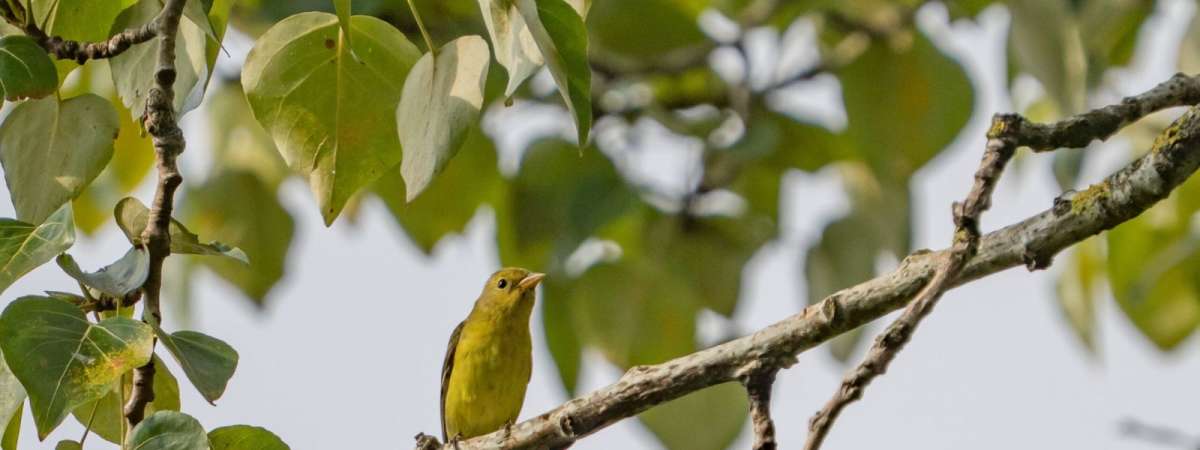 Intro to Feathered Friends
