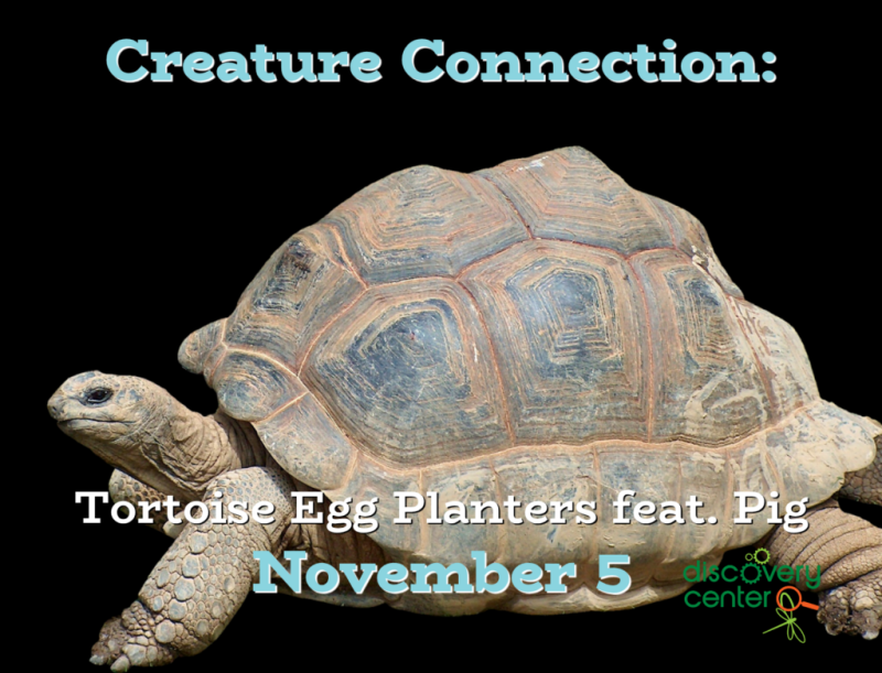 Creature Connection: Tortoise Egg Planters