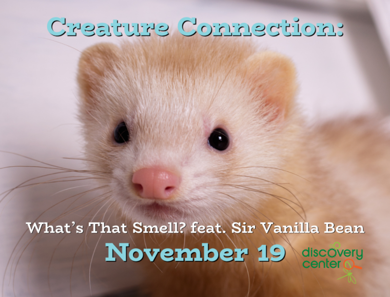 Creature Connection: What’s That Smell? It’s our ferret, Sir Bean!