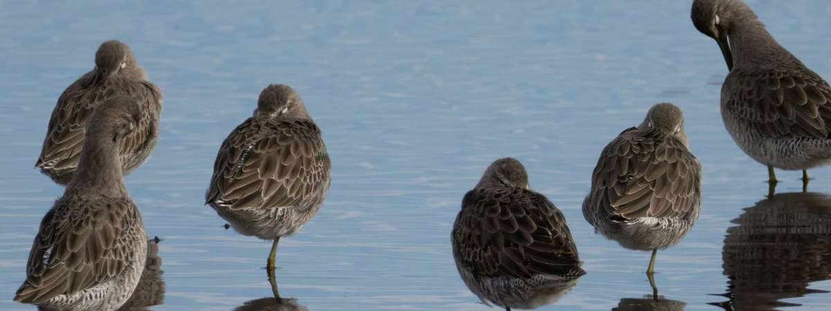 Bird Walks